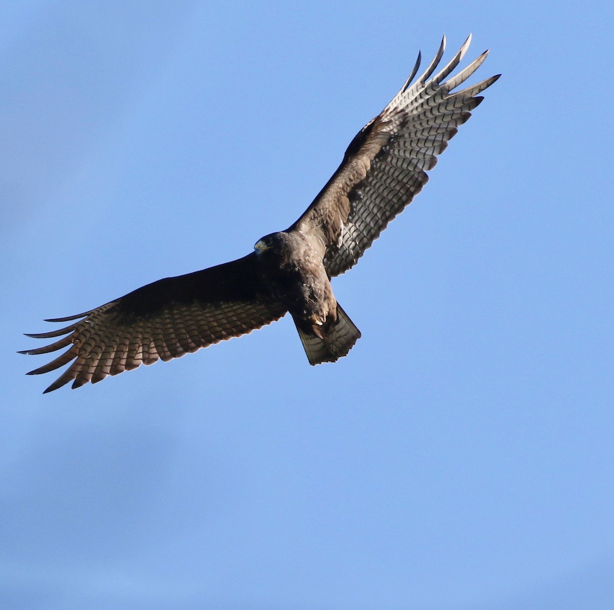Zone-tailed Hawk - Christian Fernandez