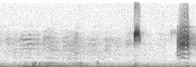 tumbeskolibri - ML13285