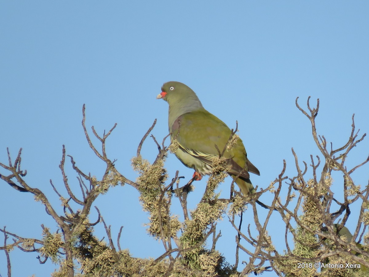 African Green-Pigeon - ML132850191