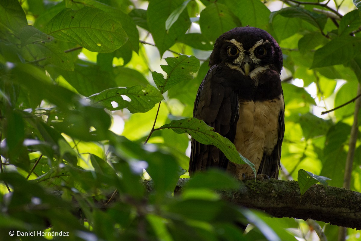Spectacled Owl - ML132850521