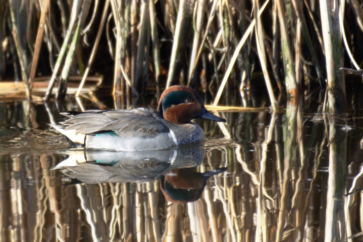 Green-winged Teal - ML132853091