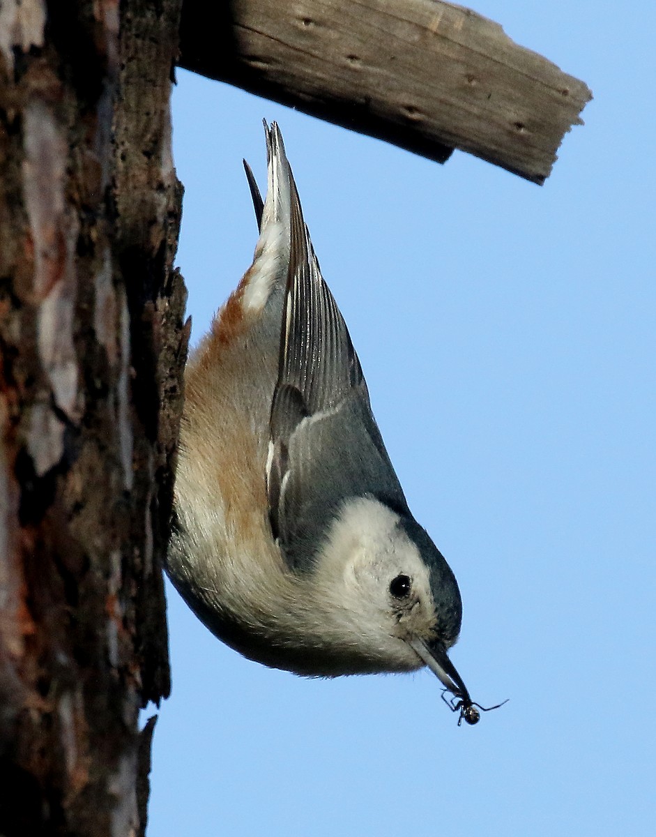 White-breasted Nuthatch - Ed Thomas