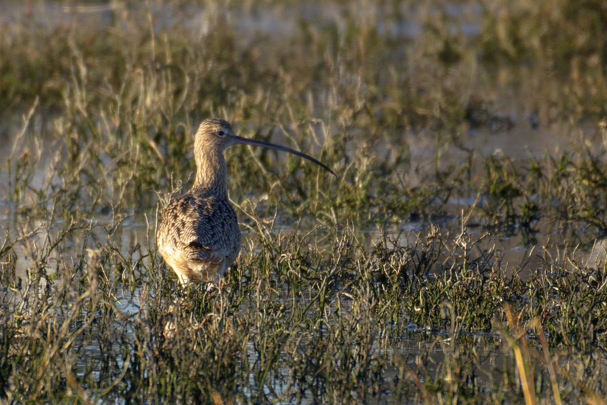 Long-billed Curlew - ML132853531