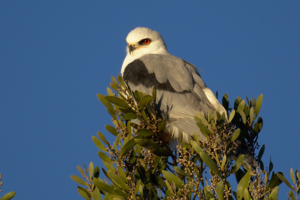 White-tailed Kite - ML132853831