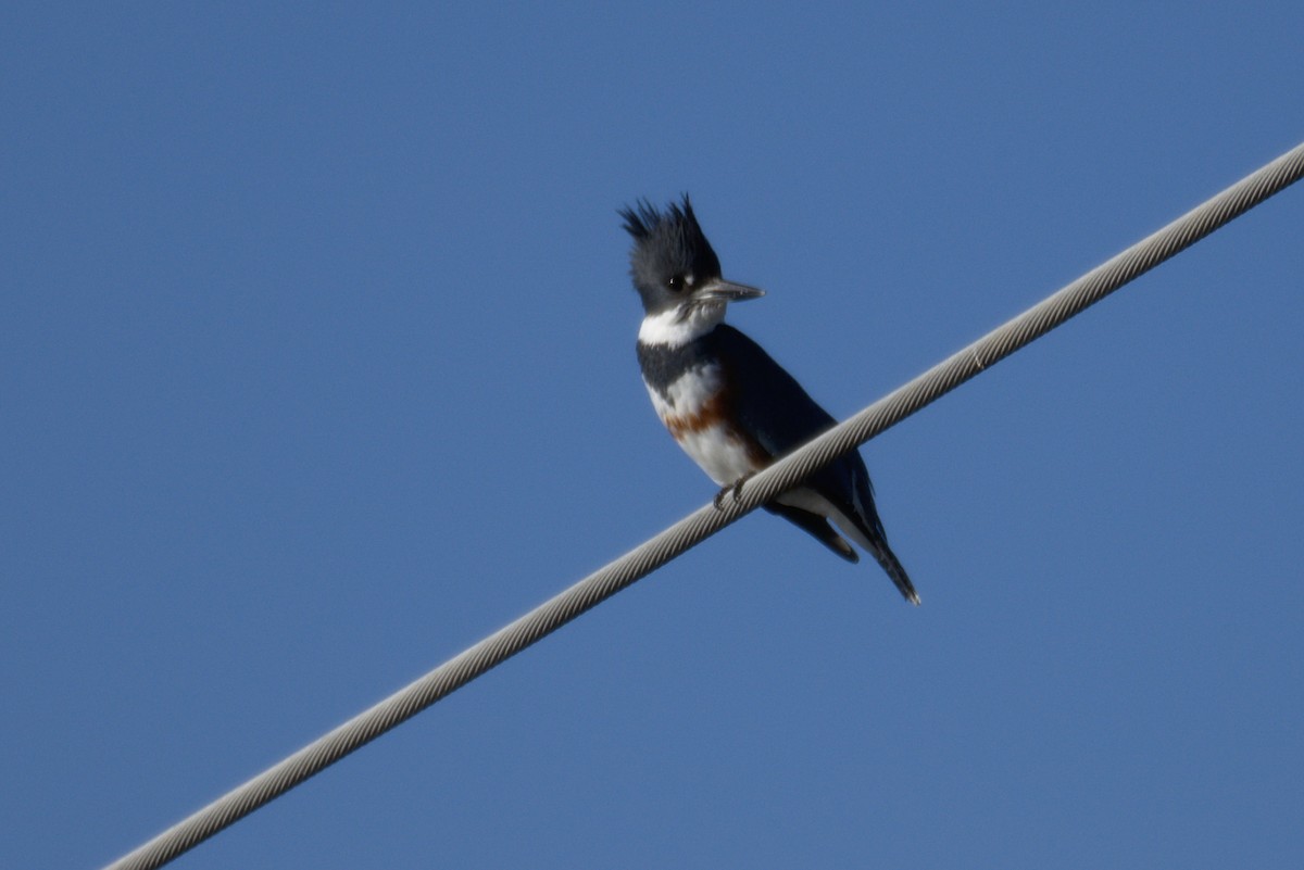 Belted Kingfisher - ML132853881