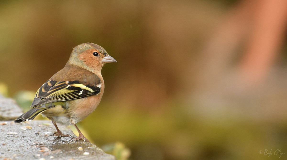 Common Chaffinch - Bethan Clyne