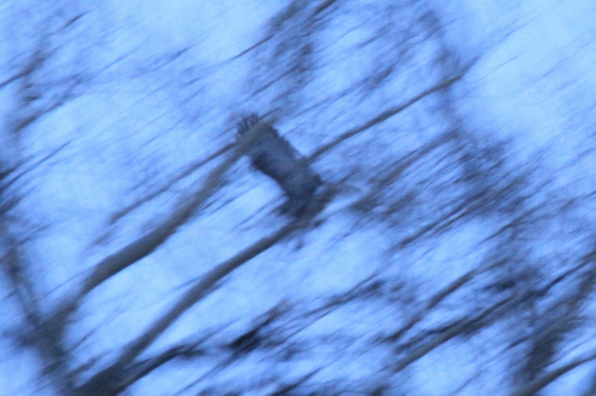 Red-tailed Hawk - ML132856061