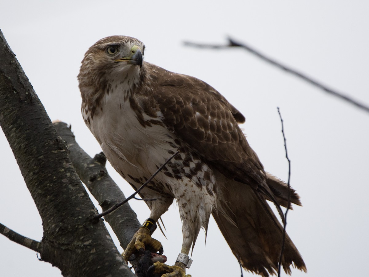 Red-tailed Hawk - ML132856761