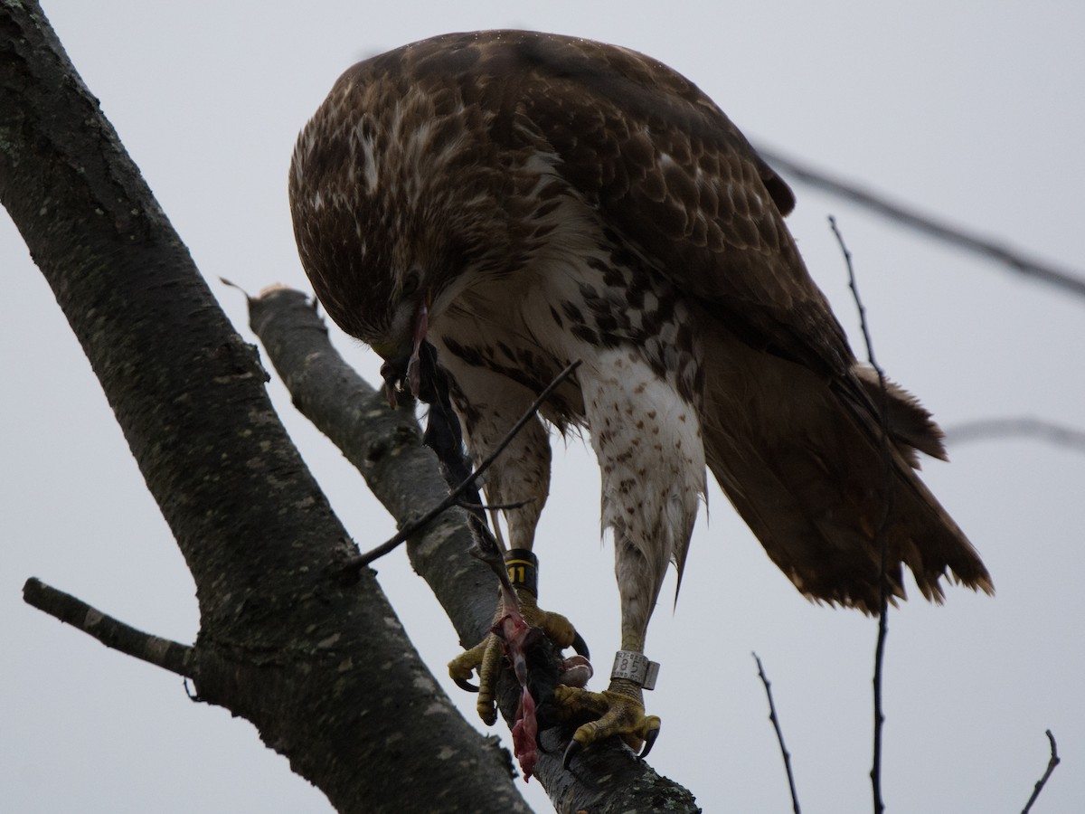 Red-tailed Hawk - ML132857001