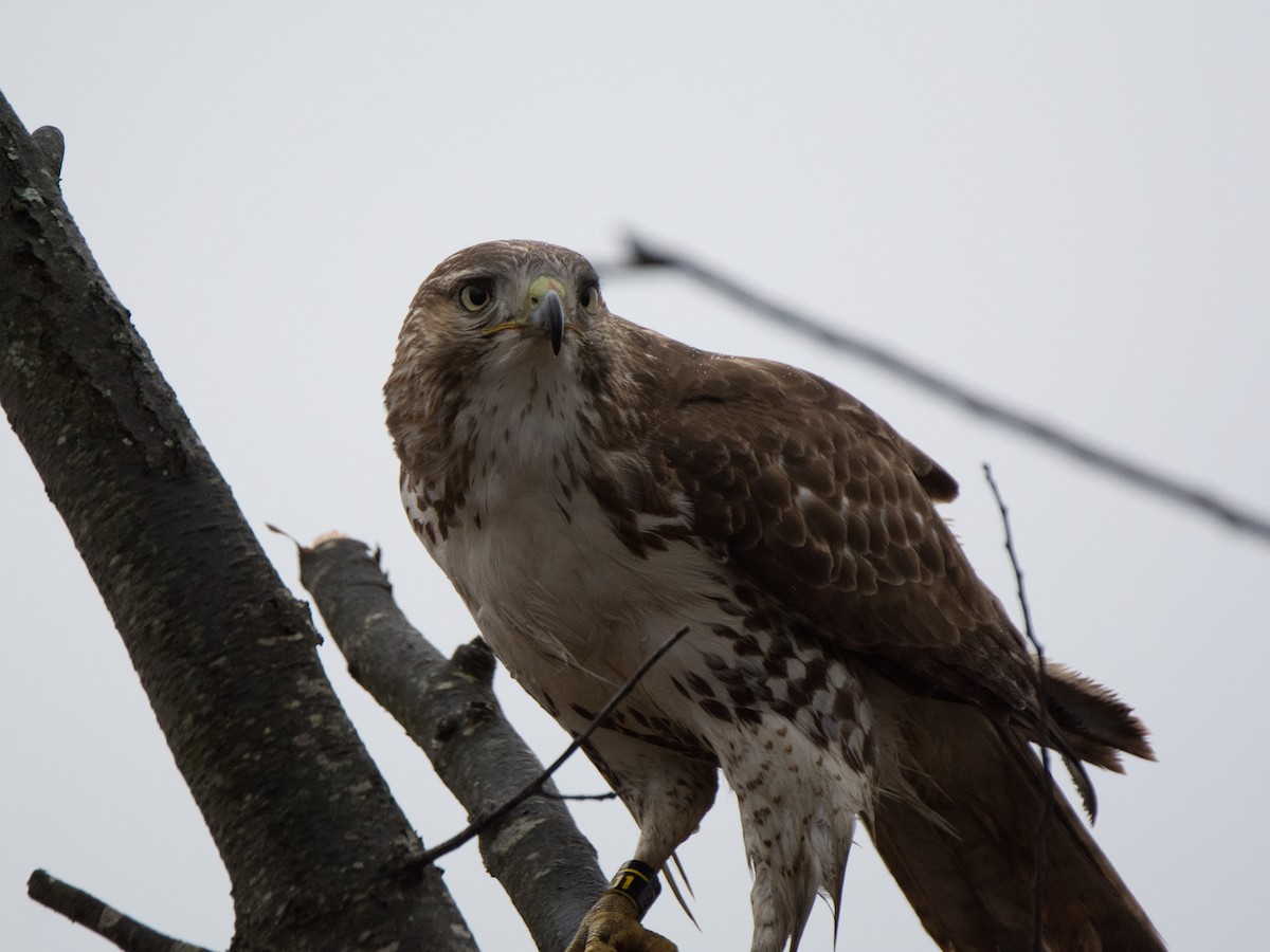 Red-tailed Hawk - ML132857101