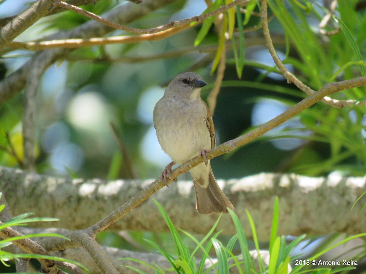 Southern Gray-headed Sparrow - ML132858301