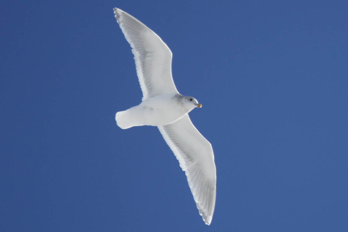 Glaucous-winged Gull - Paul Hurtado