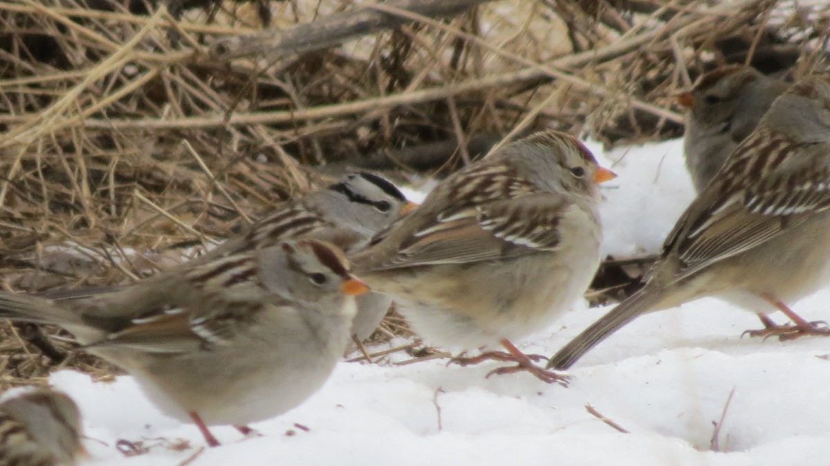 White-crowned Sparrow - ML132865371