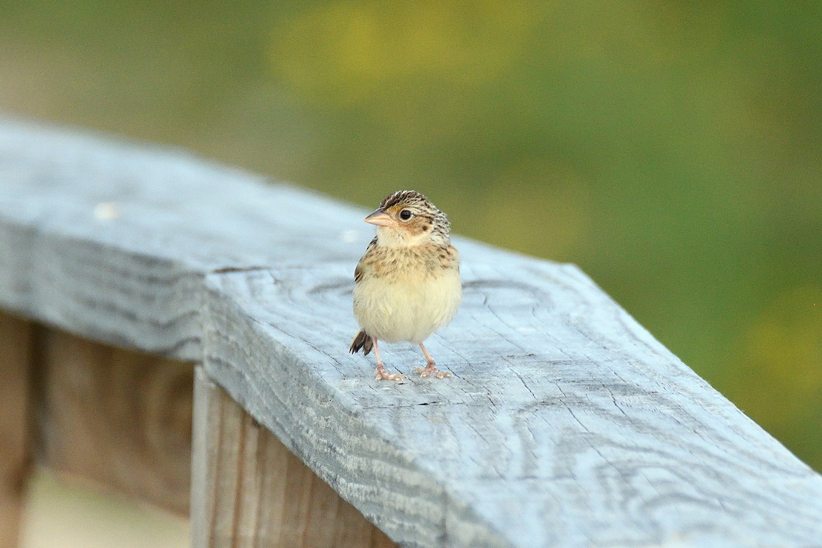 Grasshopper Sparrow - terence zahner