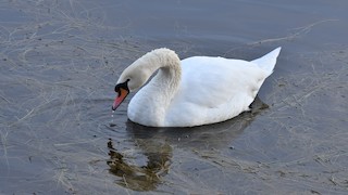 Mute Swan, ML132869011