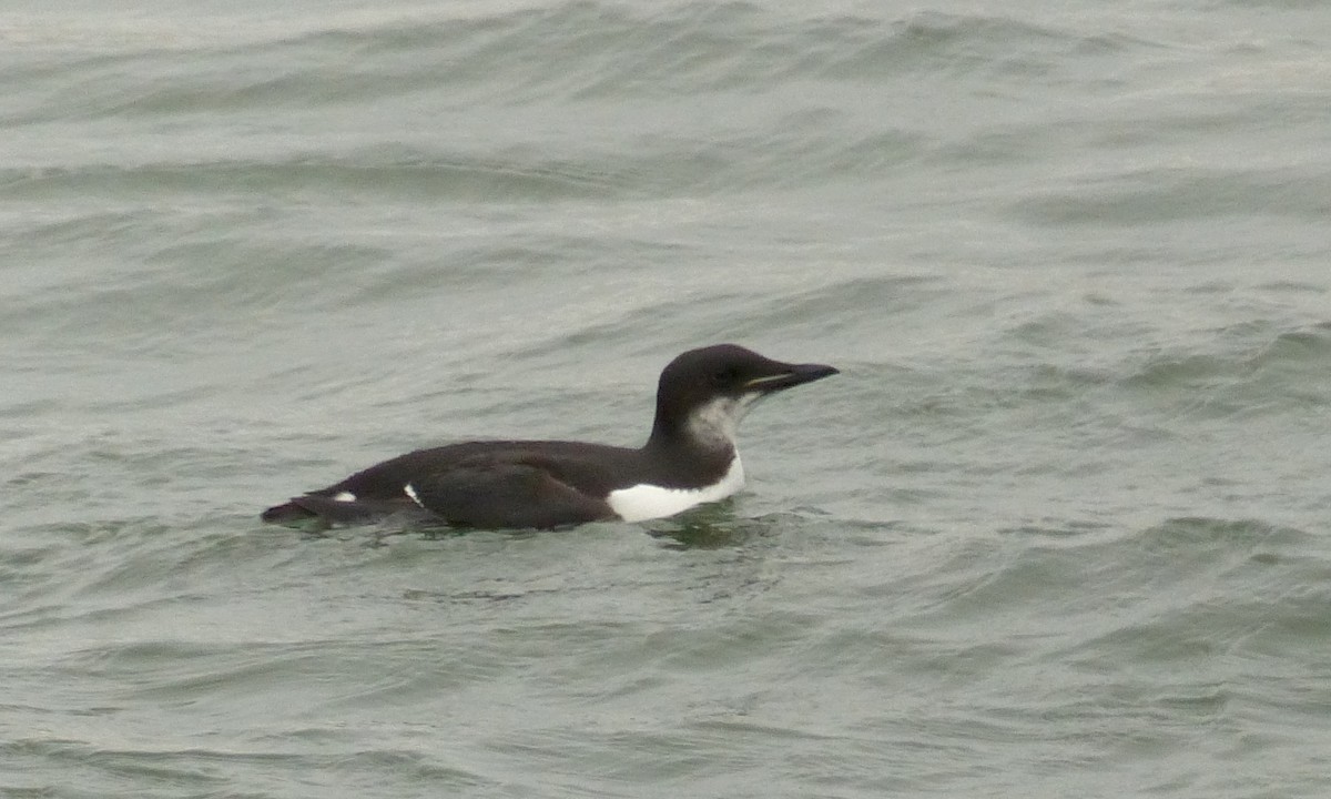 Thick-billed Murre - ML132870251