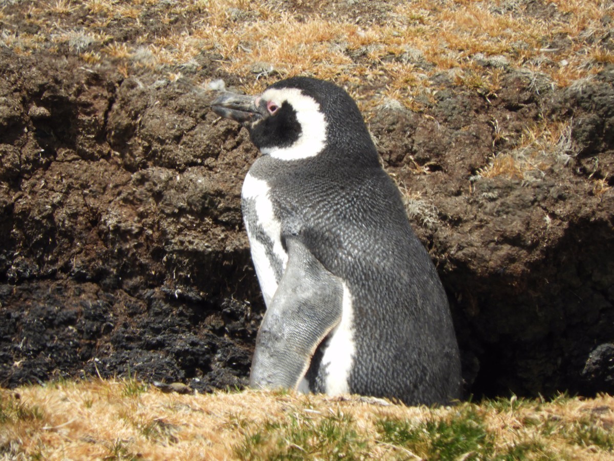 Магелланов пингвин - ML132870801