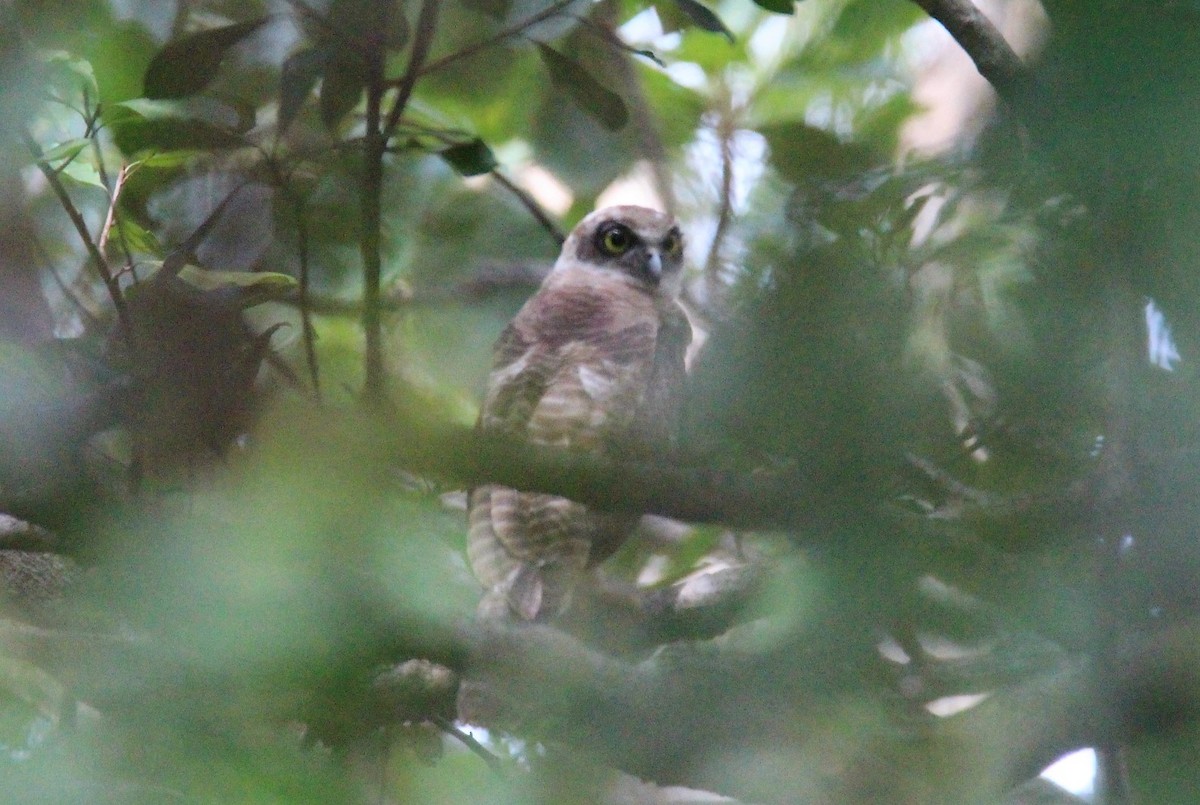 Rufous Owl - ML132871011