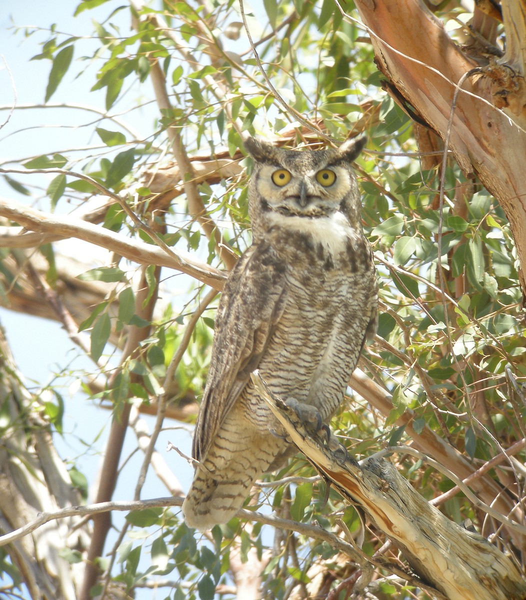 Great Horned Owl - Curtis Marantz