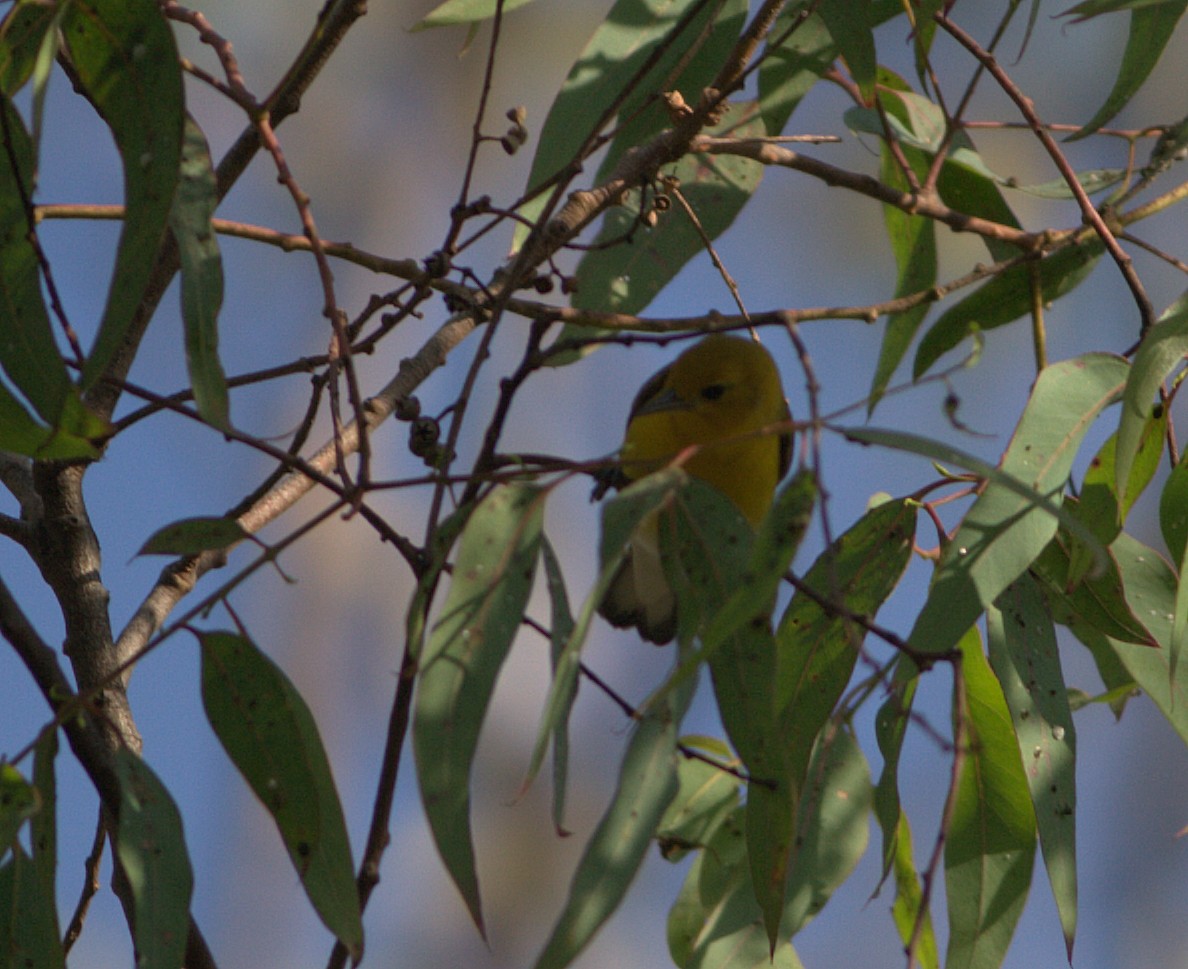 Prothonotary Warbler - ML132880251