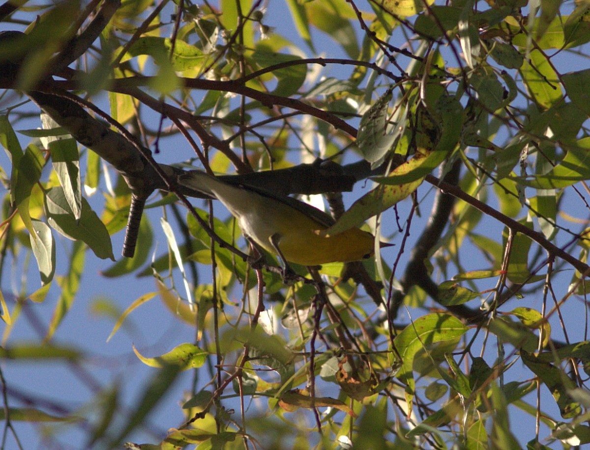 Prothonotary Warbler - ML132880291