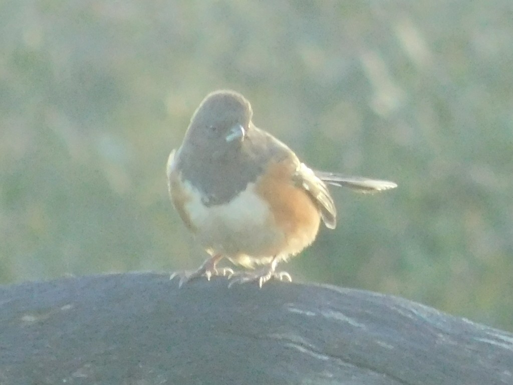 Spotted Towhee - ML132883881