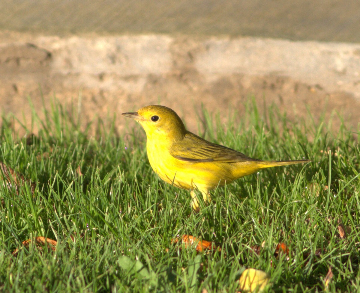 Yellow Warbler (Northern) - Curtis Marantz