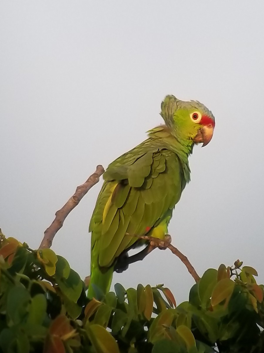 Red-lored Parrot - ML132885481
