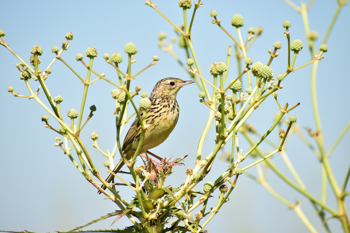 Ochre-breasted Pipit - ML132885591