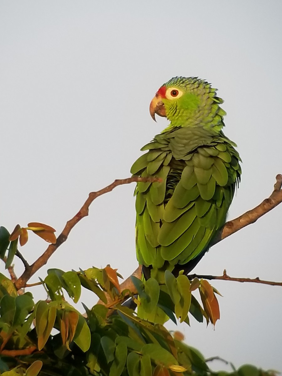 Red-lored Parrot - ML132885621