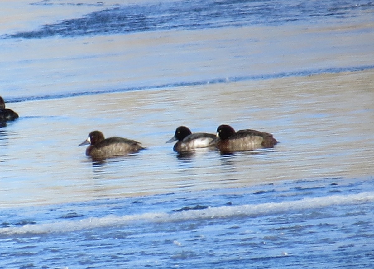 Greater Scaup - ML132887401