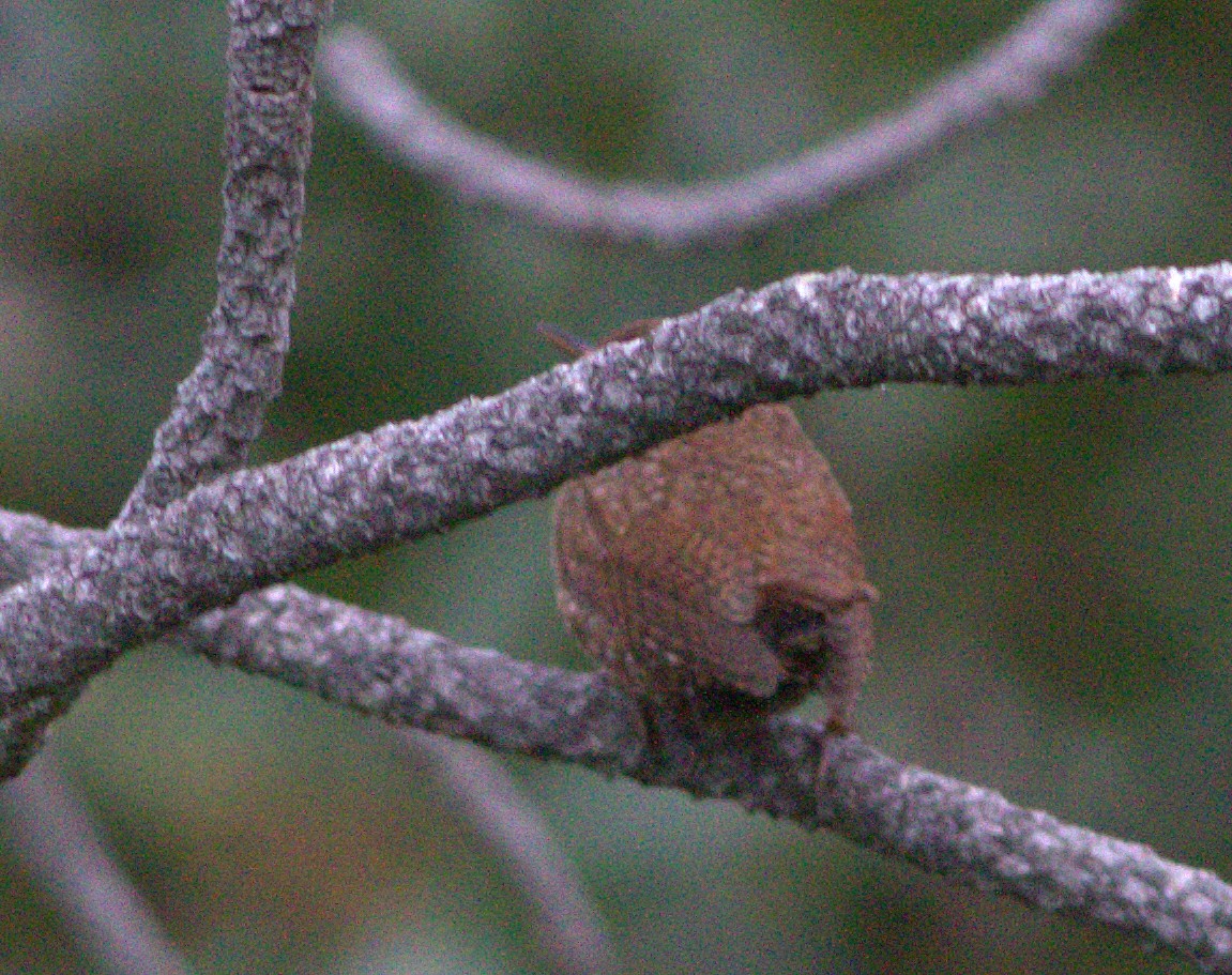 Troglodyte de Baird ou T. des forêts - ML132888191