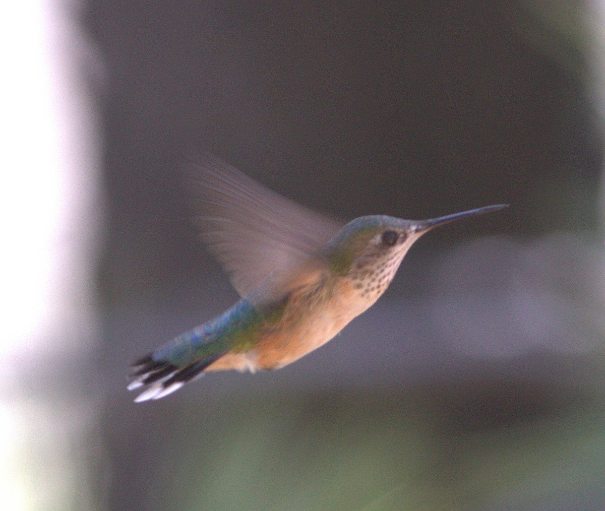 Calliope Hummingbird - ML132888201