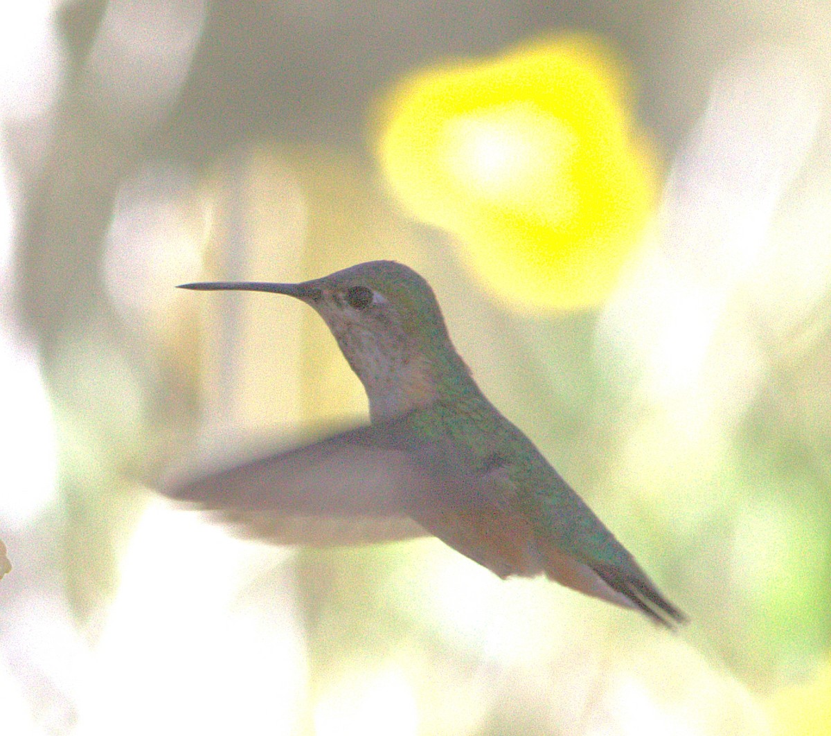 Calliope Hummingbird - ML132888211