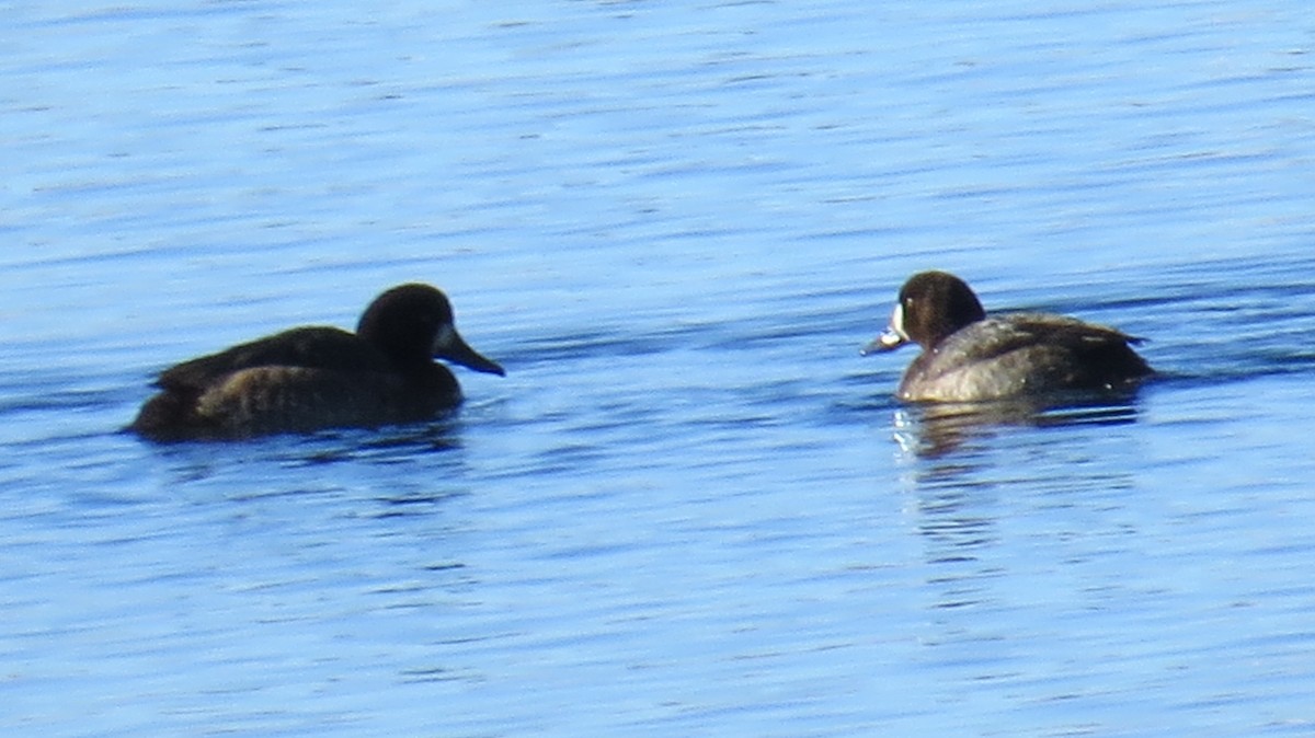 Greater Scaup - ML132888481