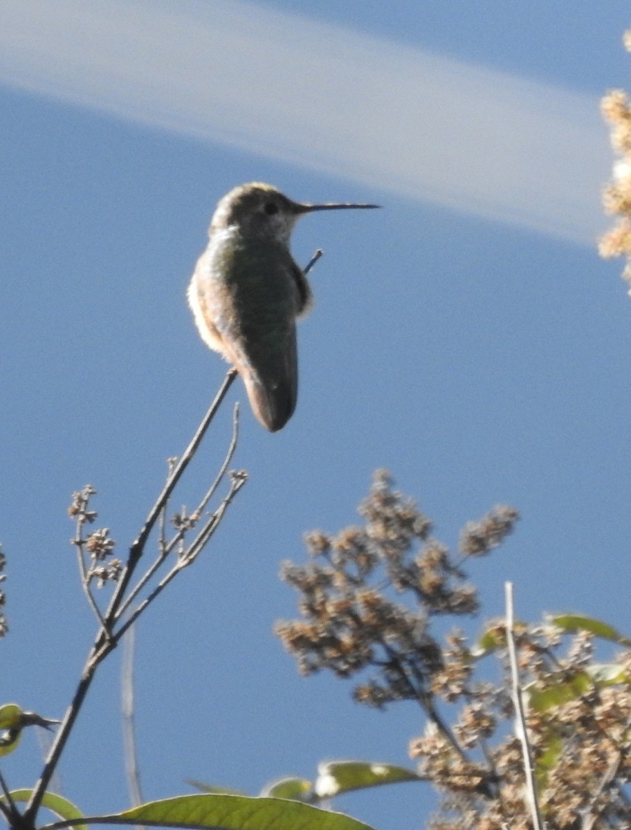 Broad-tailed Hummingbird - Daniel Lane