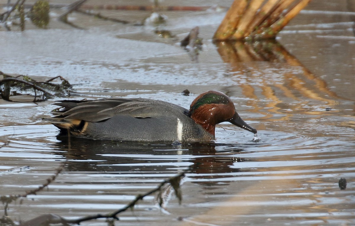 Green-winged Teal - ML132891181
