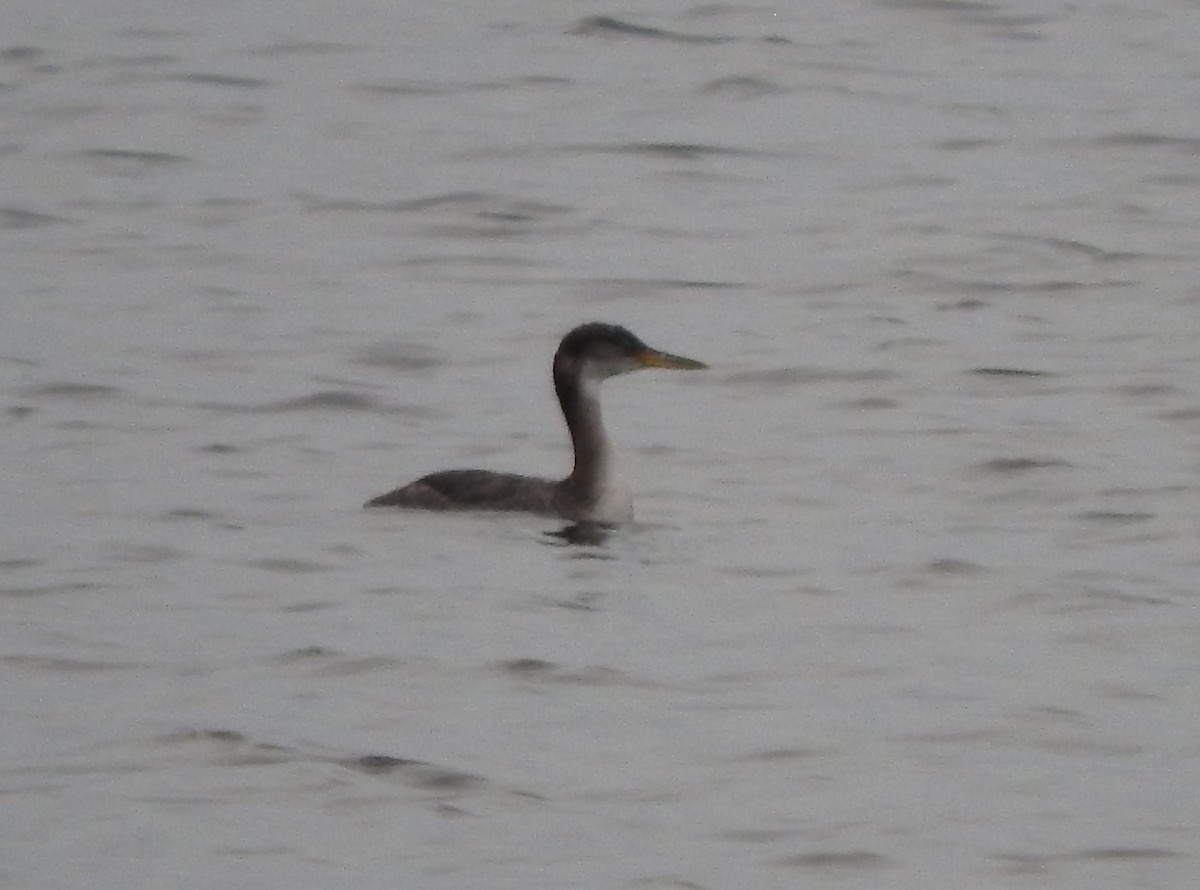 Red-necked Grebe - ML132896001
