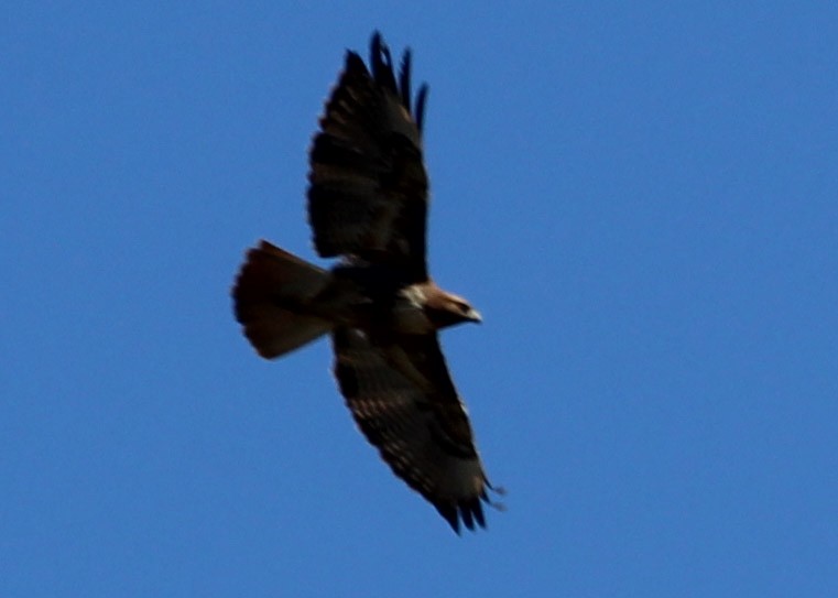 Red-tailed Hawk - Connie Haile