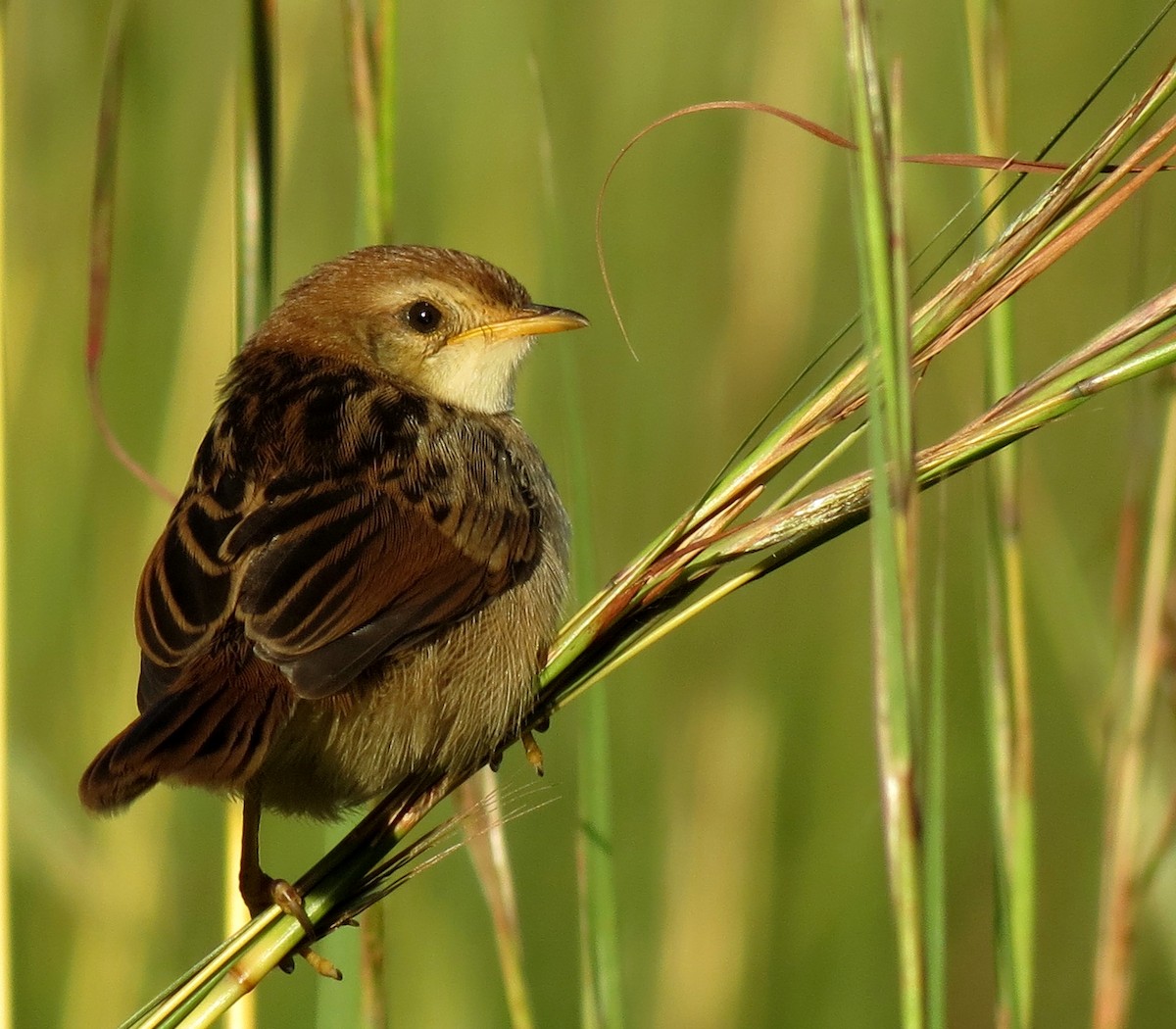 Wailing Cisticola - Peter Blancher