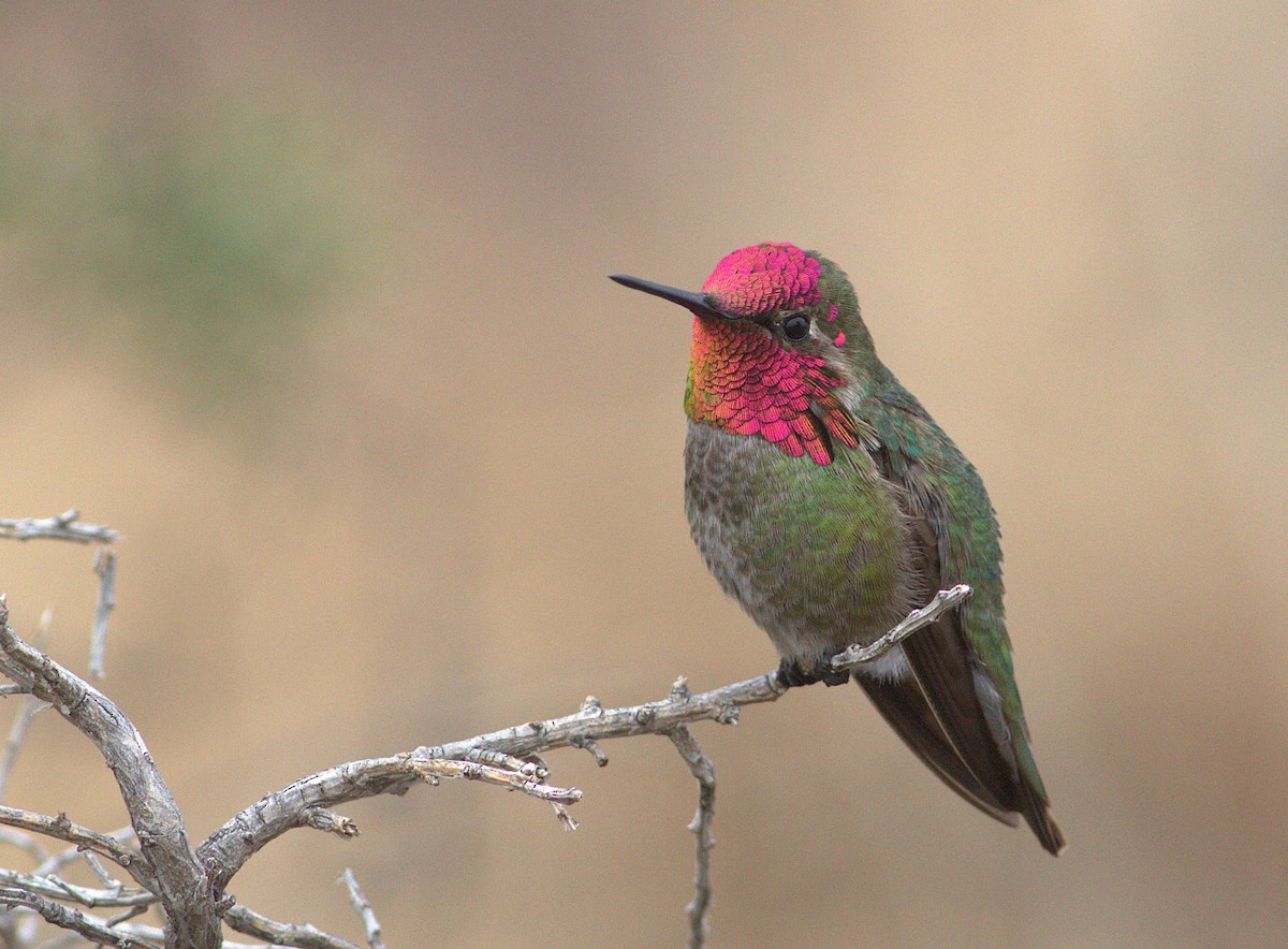 Anna's Hummingbird - ML132903541