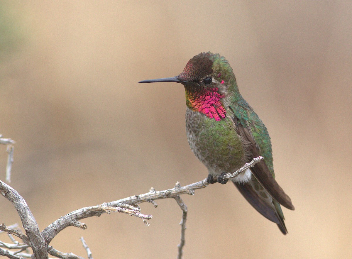 Anna's Hummingbird - ML132903561