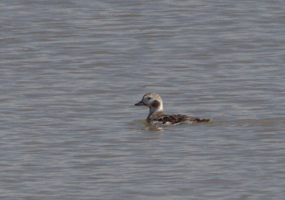 Long-tailed Duck - ML132907781