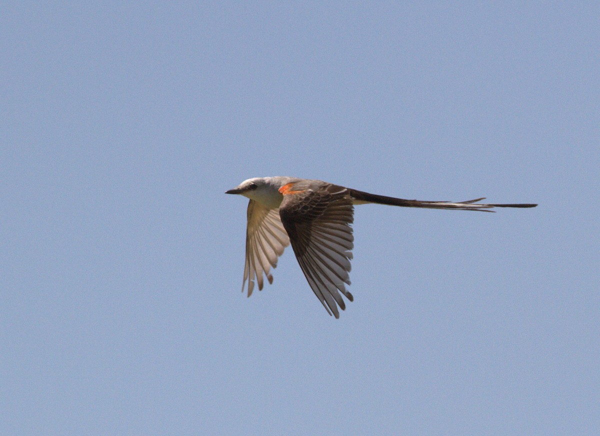 Scissor-tailed Flycatcher - Curtis Marantz