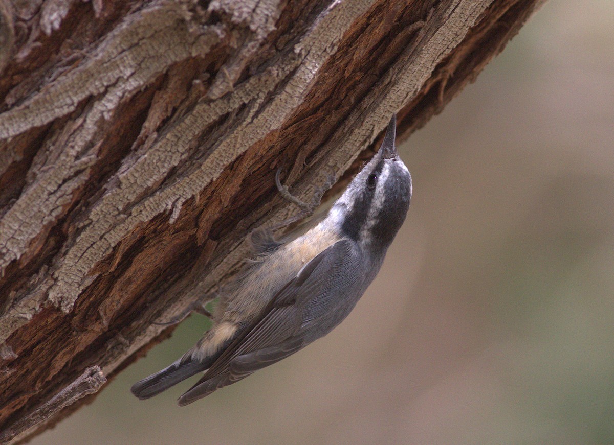 Red-breasted Nuthatch - Curtis Marantz