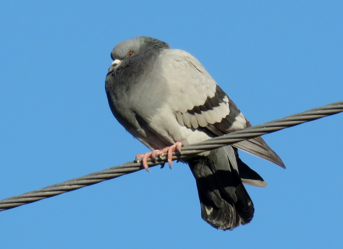 Rock Pigeon (Feral Pigeon) - ML132919341