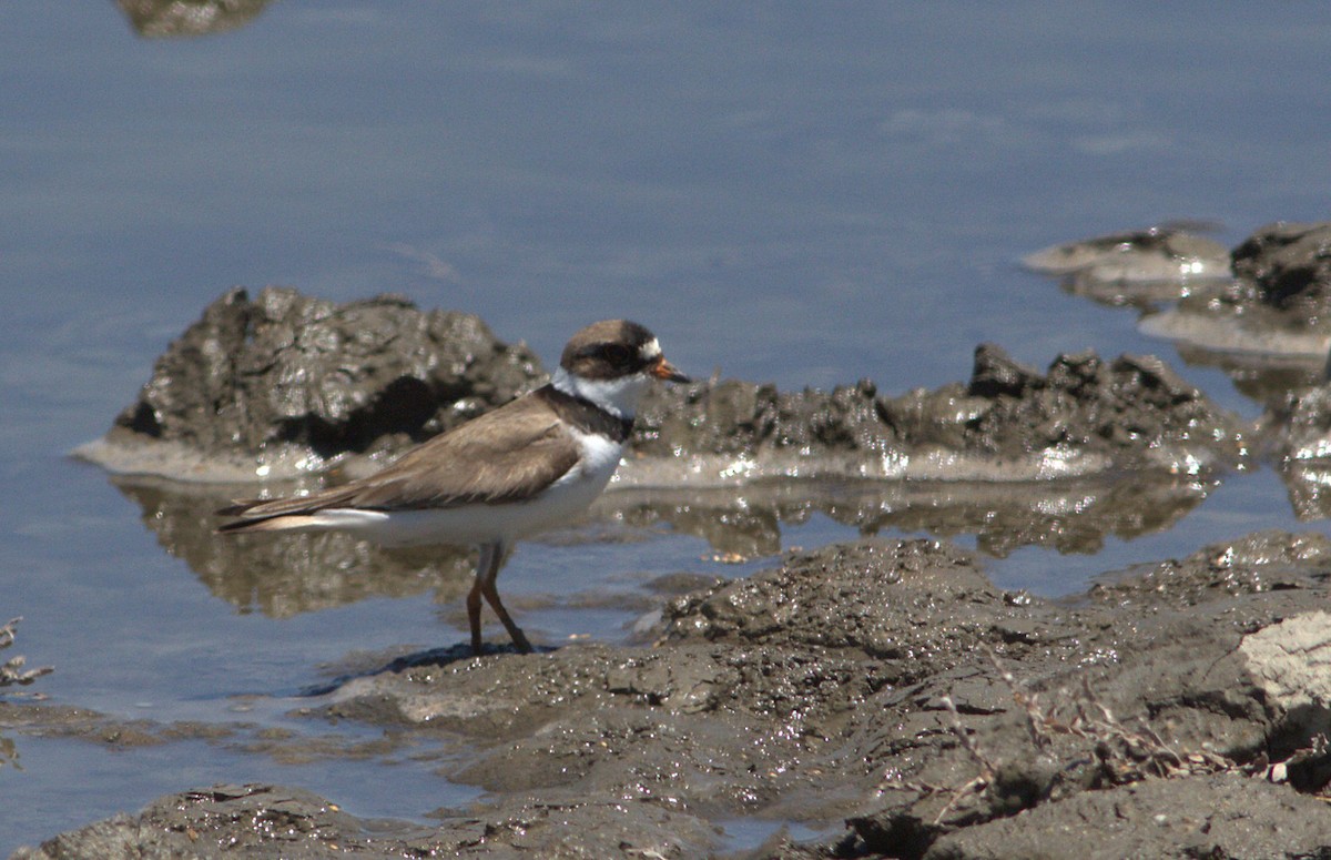 Semipalmated Plover - ML132919561