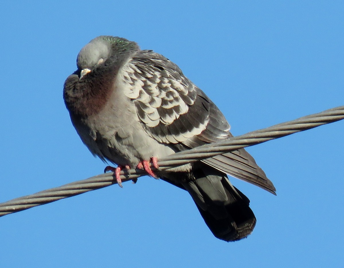 Rock Pigeon (Feral Pigeon) - ML132919761