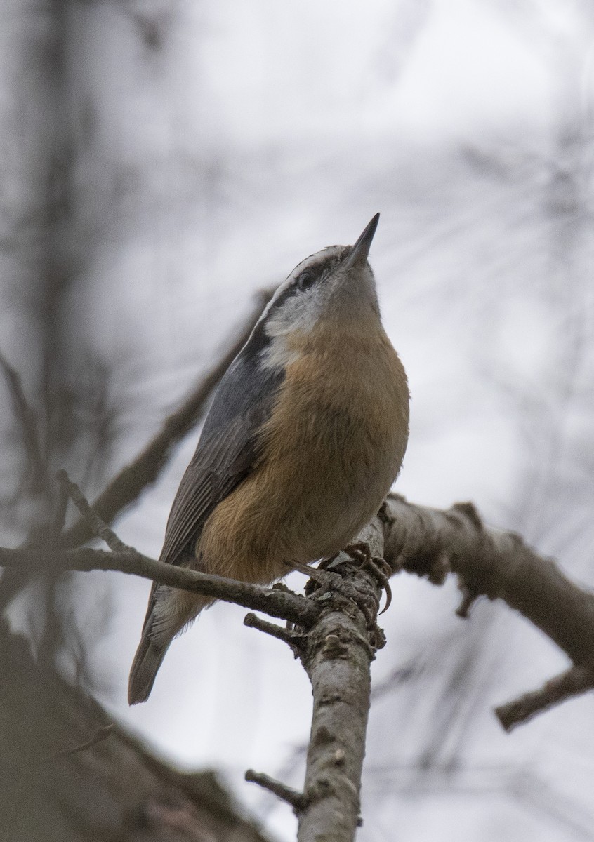 Red-breasted Nuthatch - Ed Corey