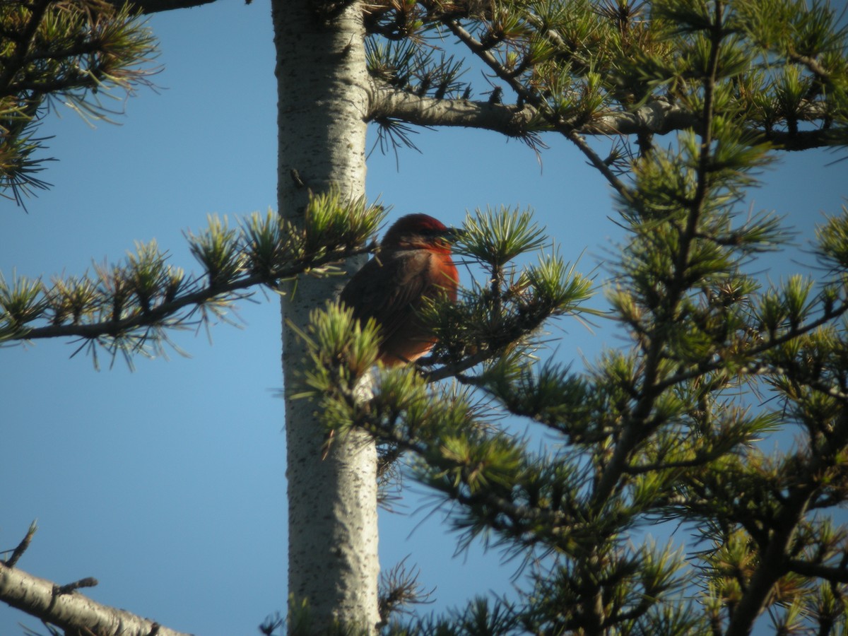 Hepatic Tanager (Northern) - ML132923641